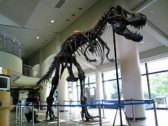 ティラノサウルス骨格標本